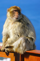 View of a wild Barbary Macaque monkey at the top of the Rock of Gibraltar