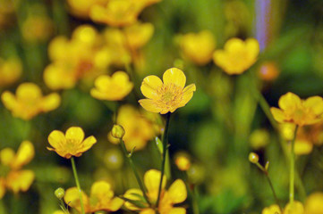 yellow flowers