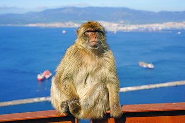 View of a wild Barbary Macaque monkey at the top of the Rock of Gibraltar