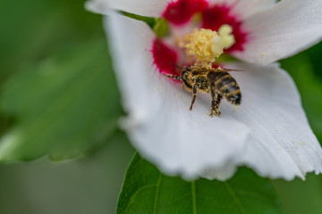 bees collect pollen  in flowers