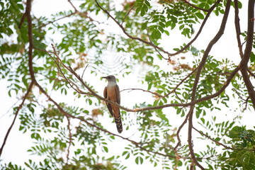 Male plaintive cuckoo