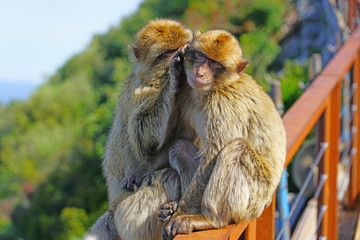 View of two wild Barbary Macaque monkeys grooming each other at the top of the Rock of Gibraltar
