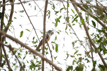 Male plaintive cuckoo