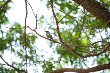 Plaintive cuckoo