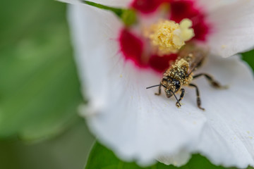 bees collect pollen  in flowers