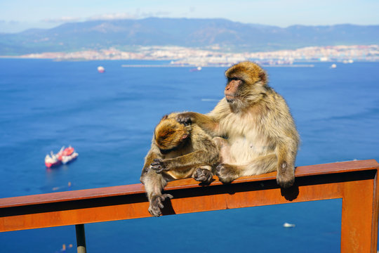 View of two wild Barbary Macaque monkeys grooming each other at the top of the Rock of Gibraltar - Powered by Adobe
