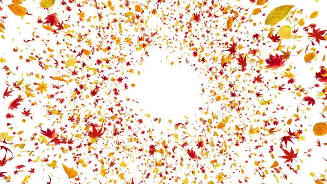 Autumn leaves dance in wind
