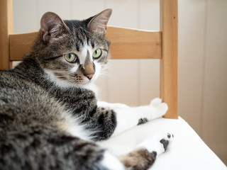 椅子の上でこちらを見つめる猫