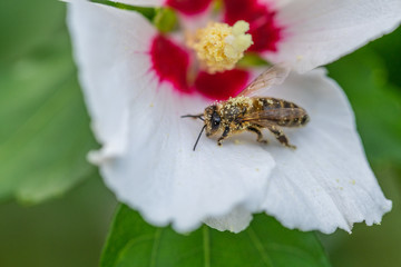 bees collect pollen  in flowers