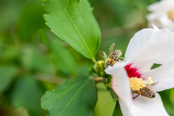 bees collect pollen  in flowers