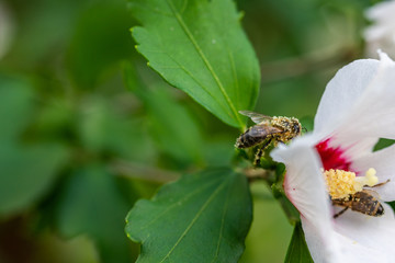 bees collect pollen  in flowers