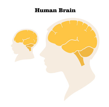 Comparison of the size and characteristics of the brain and head of an adult and a newborn. Silhouette. Flat design. Vector image