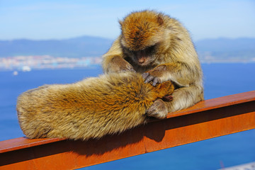 View of two wild Barbary Macaque monkeys grooming each other at the top of the Rock of Gibraltar
