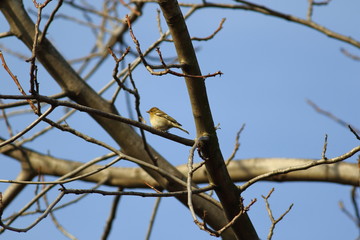 The finch's plumage presents a strong sexual dichromatism between male and female
