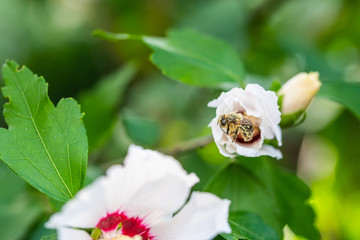 bees collect pollen  in flowers