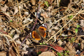 Vanessa atalanta butterfly species widespread in Europe