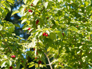 Cornus mas | Cornouiller mâle ou cornouiller sauvage aux rameaux garnis de drupes ou cornouilles rouges estivales, aux feuilles gaufrées vert sombre