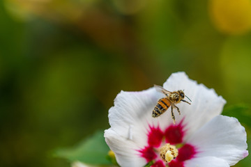 bees collect pollen  in flowers