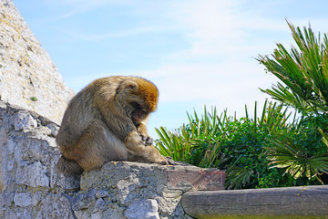 View of a wild Barbary Macaque monkey at the top of the Rock of Gibraltar