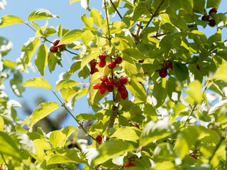 Cornouiller mâle ou cornouiller sauvage aux rameaux garnis de drupes ou cornouilles rouges...