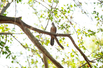 squirrel on tree