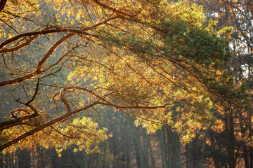 Autumn background. Pine branches in the rays of the rising sun. The morning light penetrates the branches of the pine and paints them Golden.