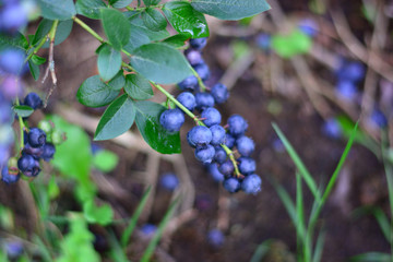 Un grappolo di mirtilli neri pronti per la raccolta