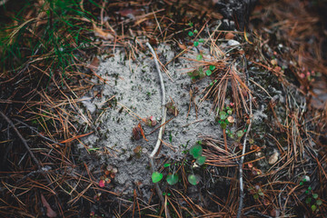 Siberia Forest