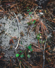 Siberia Forest