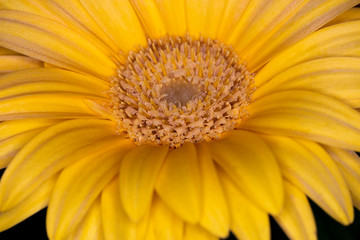 Gerbera yellow flower head, genus of plants in the Asteraceae of the daisy family native to tropical regions of South America, Africa and Asia, macro with shallow depth of field 