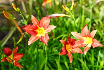 Red Orange daylilyflower (hemerocallis)