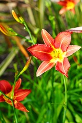 Red Orange daylilyflower (hemerocallis)