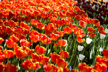 bright tulips, flower bed, bright flowers, orange tulips, yellow tulips
