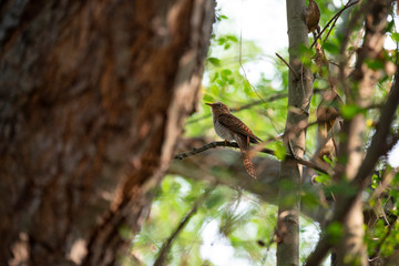 squirrel on tree