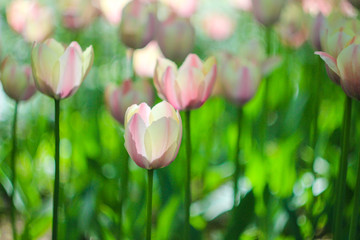 pink flower, delicate flowers, lawn flowers, summer bloom, pink Tulip