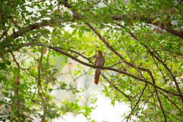 branch with green leaves