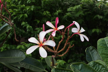 Temple tree flowers, Apocynaceae Frangipani or Plumeria  and Wrightia religiosa  branches and leaves