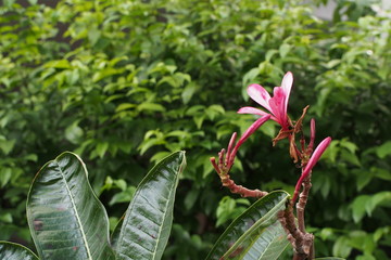 Temple tree flowers, Apocynaceae Frangipani or Plumeria  and Wrightia religiosa  branches and leaves