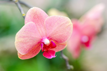 Pink orchid blurred with blurred pattern background