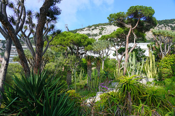 View of the La Alameda Gibraltar Botanic Gardens in Gibraltar