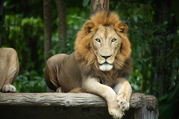Closeup big male Lion lying on artificial wood bench with green nature background.