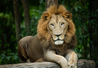 Closeup solemn big male Lion lying on artificial wood bench with green nature background.