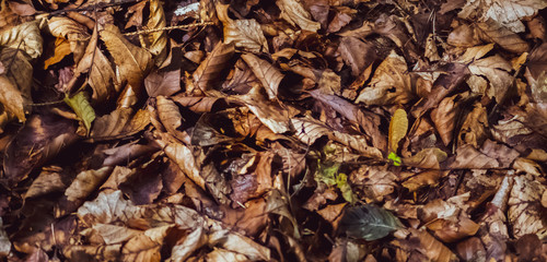 Autumn Leaves