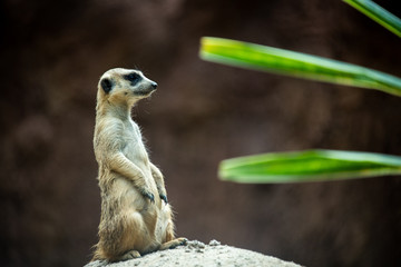 Lovely curious Meerkat sitting and looking at camera isolated on blue background.