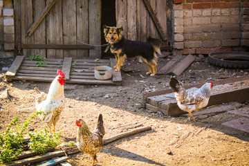 village yard.chickens,rooster and dog.