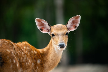 Closeup beautiful sika male deer or spotted deer looking at camera and enjoy sunbathe on hot summer day.