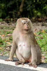 A cute monkey lives in a natural forest of Thailand.