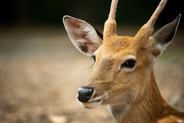 Closeup beautiful sika male deer or spotted deer isolated on blur background looking at camera and enjoy sunbathe on hot summer day.
