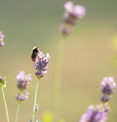 Hummel auf der Suche nach Nahrung, Makrofotografie