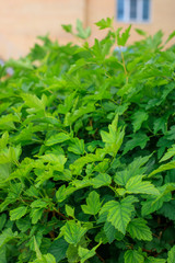 Juicy bright greens. Leaves of a bush in a hedge.